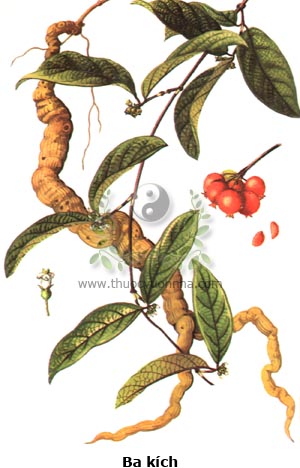 cây ba kích, ba kích thiên, ba kích nhục, liên châu ba kích, cây ruột gà, chẩu phóng xì, thao tầy cáy, Morinda offcinalis How., họ Cà phê, Rubiaceae
