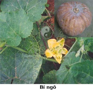bí ngô