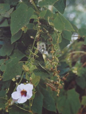 bông báo, dây bông xanh, madia, đại hoa lão nha chủy, lão nha tiêu, hồ lô đằng, lão thử hoàng qua, Thunbergia grandiflora (Roxb. ex Rottl.) Roxb.