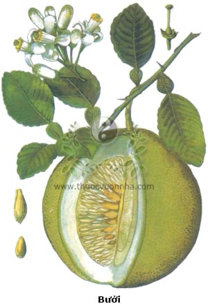 bưởi, cây bưởi, bòng, co phúc, co pục, Citrus maxima (Buru) Merrill, Citrus grandis Osbeck