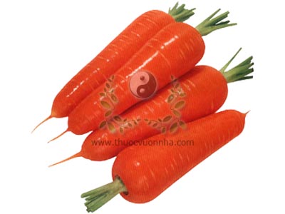 cà rốt, củ cà rốt, cây cà rốt, carrot