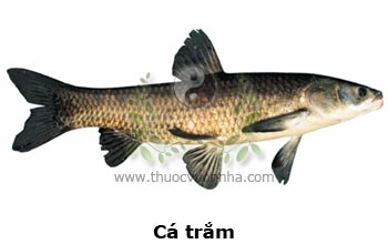 cá trắm, cá trắm đen