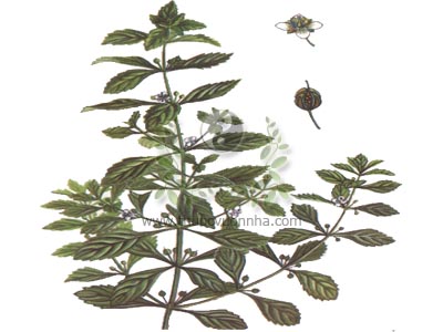 cam thảo nam, cam thảo đất, dã cam thảo, Scoparia dulcis L., họ Hoa mõm chó, Scrophulariaceae
