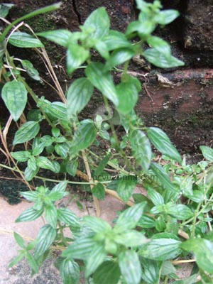 cây bọ mắm, Pouzolzia zeylanica (L.) Benn., cây thuốc dòi, thuốc giòi