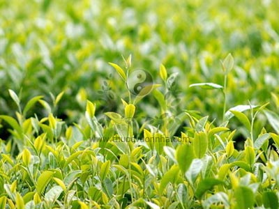 cây chè xanh, trà xanh, Camellia senensis O. Ktze