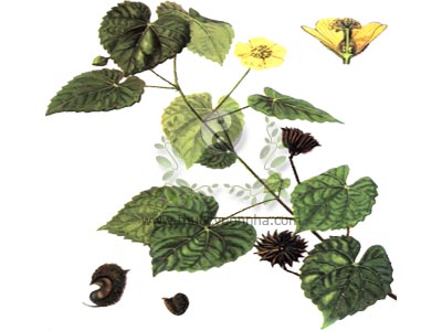 cây cối xay, giằng xay, kim hoa thảo, ma mãnh thảo, ma bàn thảo, phao tôn, co tó ép, Abutilon indicum (L.) G.