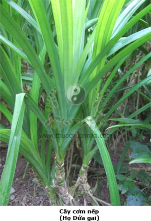 cây cơm nếp, cây lá dứa, dứa thơm, lá dứa thơm, lá nếp, hương lan, Pandanus amaryllifolia Roxb., Panadanus odorus Ridl