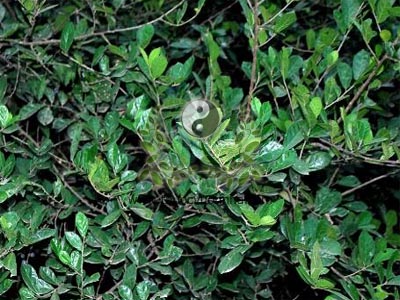 cây duối, duối, ruối, cây dới, duối nhám, hoàng oanh mộc, streblus asper lour., họ Dâu tằm (Moraceae) 