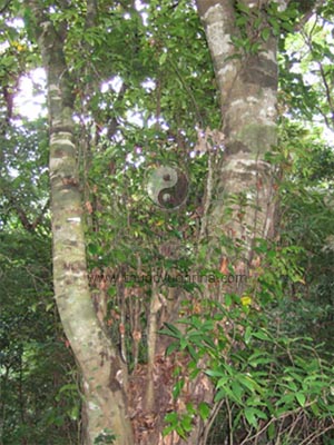 cây kim giao, Ngeia fleyryi (Hick.) de Laubenf., Kim giao (Podocarcaceae)