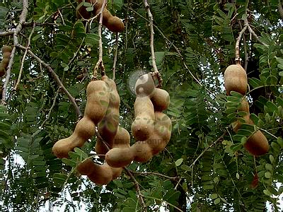 cây me, quả me, lá me, hạt me, me, Tamarindus indica L., họ Đậu (Fabaceae)