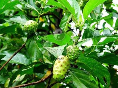 cây nhàu, nhàu lớn, cây ngao, nhầu núi, nhàu rừng, giầu, Morinda citrifolia L., họ Cà phê (Rubiaceae)