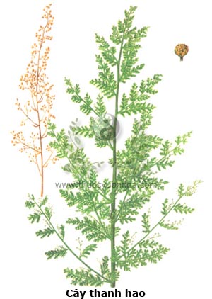 cây thanh hao, thanh hao hoa vàng, thanh cao, thảo cao, Artemissia annua L., Asteriaceae
