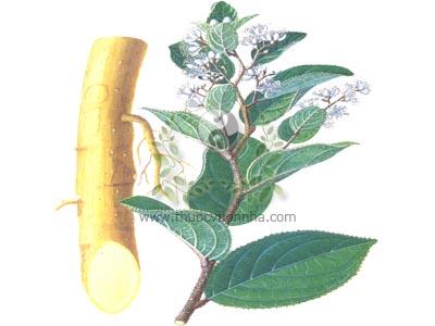 cây chè dung, chè dung, chè lang, chè dại, duối gia, Syplocos racemosa Roxb., họ Dung (Symplocaceae)