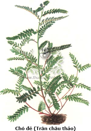cây chó đẻ, chó đẻ răng cưa, diệp hạ châu, trân châu thảo, nhật khai dạ bế, Phyllanthus urinaria L.