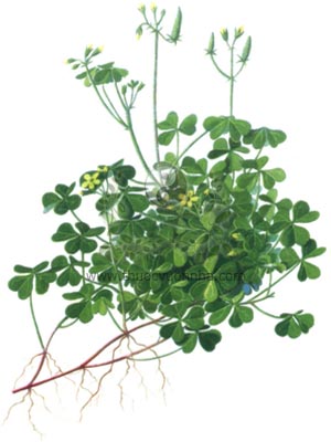 chua me đất, chua me đất hoa vàng, Oxalis corniculata L., tạc tương thảo, chua me bá chìa, tam diệp toan, toàn tương thảo, toàn vị thảo, toan vị vị