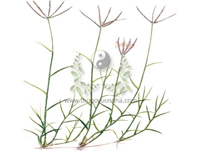cỏ gà, cỏ ống, cỏ chỉ, cẩu nha căn, thiết tuyến thảo, Cynodon dactylon Pers., họ Lúa Poaceae (Gramineae).