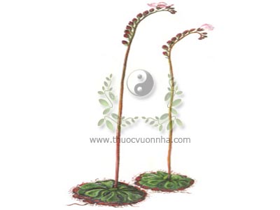 cỏ trói gà, cỏ tỹ gà, bèo đất, cẩm địa la, lạc địa kim tuyến, Drosera burmannii Vahl., họ cây Bắt ruồi, Droseraceae