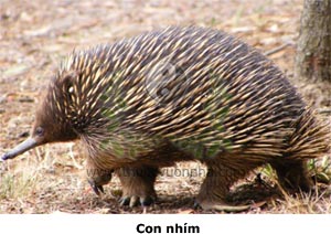 con nhím, con dím, cao trư, hào trư, sơn trư, nguyên du, hằng trư, loan trư, Hystrix hodgsoni, họ Nhím (Hystricidae)