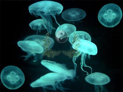 Rhopilema esculenta Kishinouye, sứa, sứa rô, hải triết, 海蜇