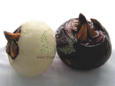 củ mã thầy, củ năn, củ năng, năng củ, năng cao, bột tề, Heleocharis dulcis (Burm f.), bột tề, thủy vu, ô vu, thủy mã đề, hồng từ cô, địa lật, mã thự