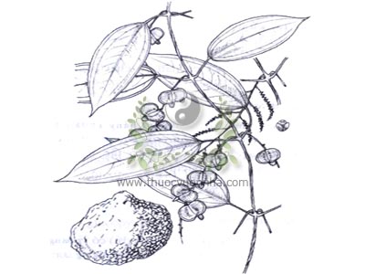 củ nâu, khoai leng, má bau, thự lương, giả khôi, Dioscorea cirrhosa Lour., họ Củ nâu (Dioscoreaceae)