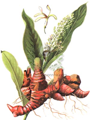 riềng, củ riềng, tiểu lương khương, phong khương, Alpinia officinarum Hance, họ Gừng