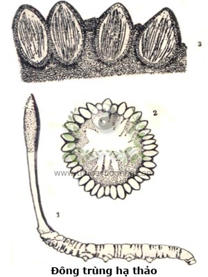 đông trùng hạ thảo