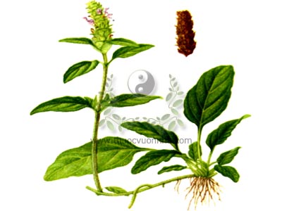 hạ khô thảo, cây hạ khô thảo, Brunella (Prunella) vulgaris L., họ Hoa môi (Lamiaceae)