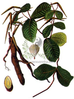 hà thủ ô trắng, củ vú bò, dây sữa bò, cây sừng bò, Streptocaulon juventas Merr., họ Thiên lý, Asclepiadaceae, bạch thủ ô, thái sơn hà thủ ô, thái sơn bạch hà thủ ô, hòa thượng ô, ngưu bì tiêu, Cymanchum bungei Decne