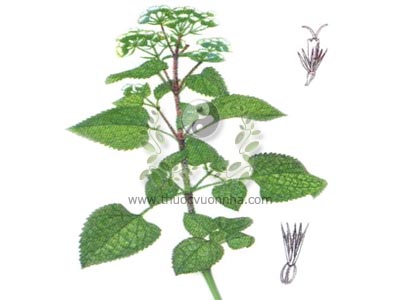 hoa cứt lợn, Ageratum conyzoides L., cỏ hôi, cây ngũ sắc, ngũ vị, cây bông ổi, thắng hồng kế, hàm hà hoa, xú lô thảo, bạch hoa xú thảo, bạch hoa thảo, hàm hà thảo, lộ ngộ hương, miêu thỉ thảo, bạch mao khổ, mao xạ hương, xú thảo