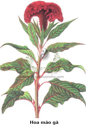 cây hoa mào gà đỏ, hoa mào gà, bông mồng gà đỏ, kê quan hoa, kê đầu, kê quan, Celosia cristata L.