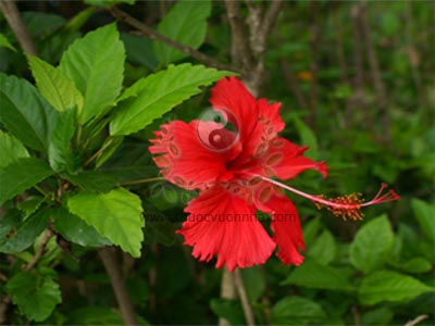 hoa râm bụt, hoa dâm bụt, Hibiscus rosa-sinensis L., bông bụt, bông bụp