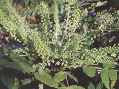 cây hoàng liên ô rô, tông plềnh, hoàng bá gai, thập đại công lao, Mahonia nepalensis DC., họ Hoàng liên gai (Berberidaceae)