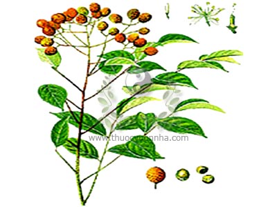 hồng bì núi, dã hoàng bì, vương tùng, cây chim hôi, xì hắc, cút khỉ, Clausenia dentata (willd) Roem., họ Cam (Rutaceae)