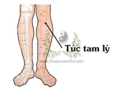 huyệt túc tam lý, túc tam lý