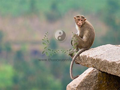 con khỉ, khỉ, cao khỉ, Macacas rhesus