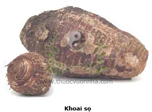 khoai sọ, khoai môn, mak phữa, mak phước, dụ nãi, dụ đầu, dụ căn, tử dụ, colocasia antiquorum Schott., colocasia esculenta (L.) Schott.