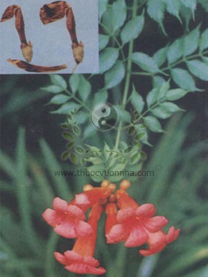 cây lăng tiêu Châu Mỹ, Campsis radicans （?L.）Seem, họ Núc nác, Bignoniaceae