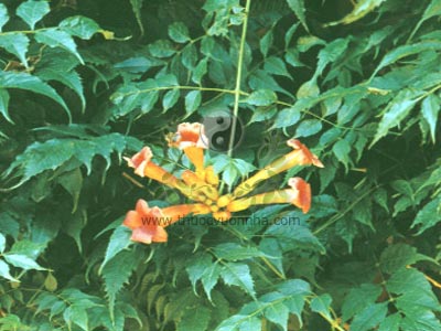 lăng tiêu, tử uy hoa, nữ uy hoa, trụy thai hoa, Campsis grandiflora (thunb) Loisel.