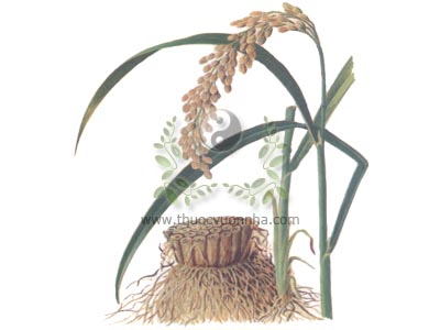 lúa nếp, đạo mễ, nhu mễ, dư mễ, khang tỳ, Oryza sativa L. var. glutinosa Tanaka, họ Lúa (Poaceae), đạo thảo, đạo nhương, đạo cản, hòa cản, đạo thảo căn, đạo căn tu, đạo thảo căn tu, nọa đạo căn, nọa đạo căn tu