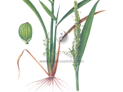 lúa tẻ, ngạnh mễ, cương mễ, ngự mễ, khang tỳ, Oryza sativa L., họ Lúa (Poaceae), đạo thảo, đạo nhương, đạo cản, hòa cản, đạo thảo căn, đạo căn tu, đạo thảo căn tu, nọa đạo căn, nọa đạo căn tu