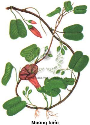 muống biển, rau muống biển, mã an đằng, nhị diệp hồng thự, Ipomoea pescarpae, họ Khoai lang (Convolvulaceae)