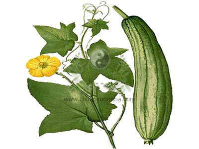 mướp ta, mướp hương, ty qua, Luffa cylindrica (L.) Roem., họ Bầu bí (Cucurbitaceae)