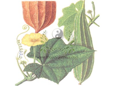 mướp tầu, mướp khía, áo ty qua, Quảng Đông ty qua, Luffa acutangula Roxb., Bầu bí (Cucurbitaceae)