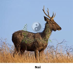 nai, nai đen, con mê, Cervus unicolor Kerr, thủy lộc