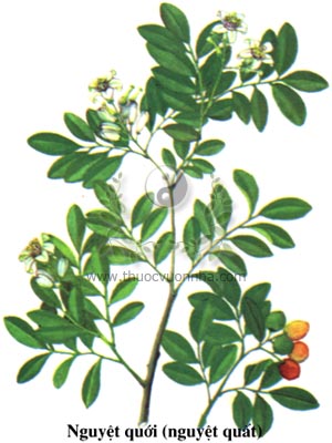 nguyệt quới, nguyệt quất, cây quế, Murraya paniculata Jack, họ Cam, Rutaceae