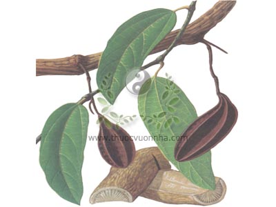 mộc phòng kỷ, Cocculus trilobus (Thunb.) DC., họ Tiết dê Menispermaceae, họ Phòng kỷ, thanh đằng hương, tiểu thanh đằng, thanh phong đằng