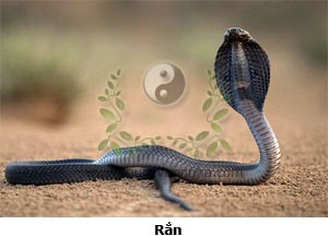 rắn