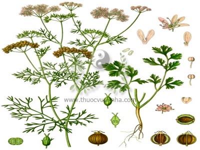 rau mùi, ngò, ngổ thơm, hồ tuy, nguyên tuy, hương tuy, Coriandrum sativum L., họ Hoa tán Apiaceae (Umbelliferac)