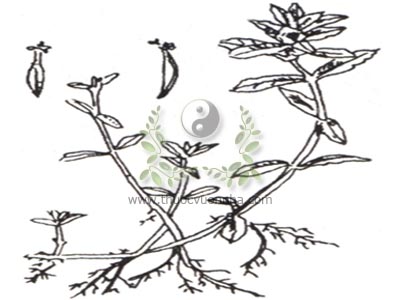 cây rau ngổ, rau ngổ, cây ngổ, rau ngổ thơm, rau ngổ trâu, cúc nước, ngổ đất, ngổ hương, Enhydra fluctuans Lour., họ Cúc Asteraceae (Compositae)